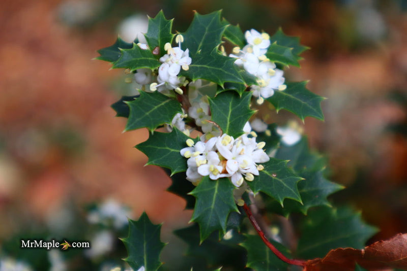 - Osmanthus heterophyllus 'Hariyama' Spiky Compact Fragrant Tea Olive - Mr Maple │ Buy Japanese Maple Trees