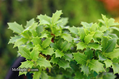 - Osmanthus heterophyllus 'Kaori hime' Small Leaf False Holly - Mr Maple │ Buy Japanese Maple Trees