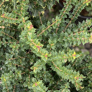 - Osmanthus heterophyllus 'Kaori hime' Small Leaf False Holly - Mr Maple │ Buy Japanese Maple Trees