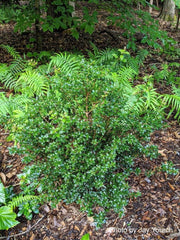 - Osmanthus heterophyllus 'Kaori hime' Small Leaf False Holly - Mr Maple │ Buy Japanese Maple Trees