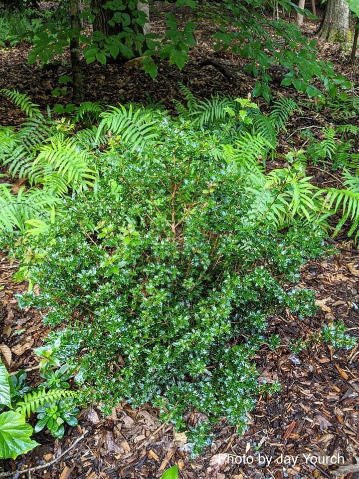 - Osmanthus heterophyllus 'Kaori hime' Small Leaf False Holly - Mr Maple │ Buy Japanese Maple Trees