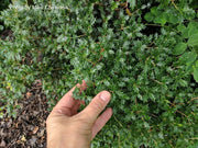 - Osmanthus heterophyllus 'Kaori hime' Small Leaf False Holly - Mr Maple │ Buy Japanese Maple Trees