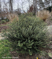 - Osmanthus heterophyllus 'Kaori hime' Small Leaf False Holly - Mr Maple │ Buy Japanese Maple Trees