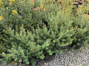 - Osmanthus heterophyllus 'Kaori hime' Small Leaf False Holly - Mr Maple │ Buy Japanese Maple Trees