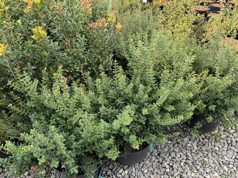 - Osmanthus heterophyllus 'Kaori hime' Small Leaf False Holly - Mr Maple │ Buy Japanese Maple Trees