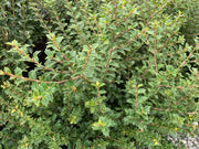 - Osmanthus heterophyllus 'Kaori hime' Small Leaf False Holly - Mr Maple │ Buy Japanese Maple Trees