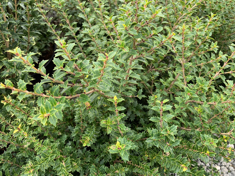 - Osmanthus heterophyllus 'Kaori hime' Small Leaf False Holly - Mr Maple │ Buy Japanese Maple Trees