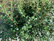 - Osmanthus heterophyllus 'Kaori hime' Small Leaf False Holly - Mr Maple │ Buy Japanese Maple Trees