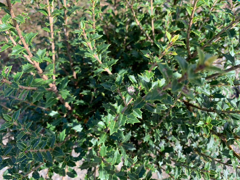 - Osmanthus heterophyllus 'Kaori hime' Small Leaf False Holly - Mr Maple │ Buy Japanese Maple Trees