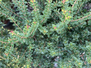 - Osmanthus heterophyllus 'Kaori hime' Small Leaf False Holly - Mr Maple │ Buy Japanese Maple Trees