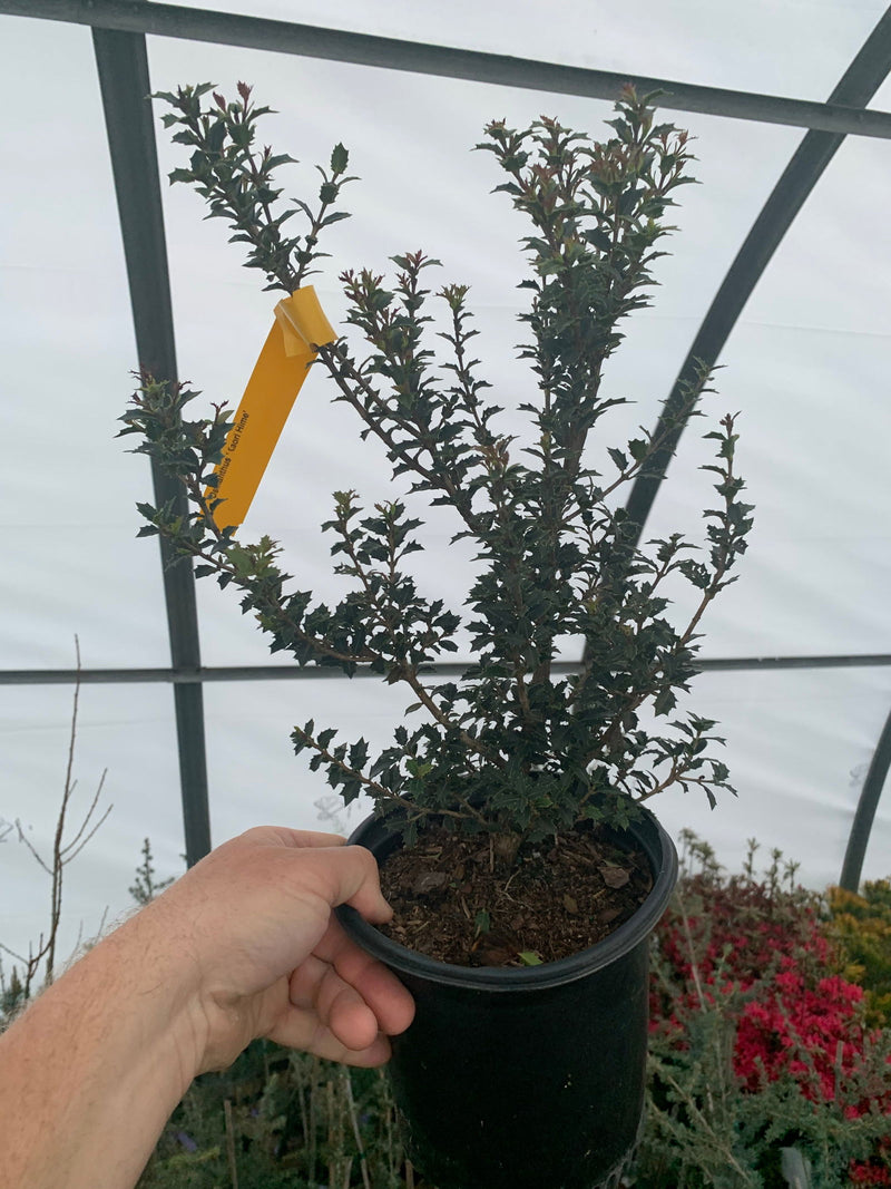 - Osmanthus heterophyllus 'Kaori hime' Small Leaf False Holly - Mr Maple │ Buy Japanese Maple Trees