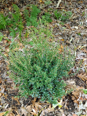 - Osmanthus heterophyllus 'Kaori hime' Small Leaf False Holly - Mr Maple │ Buy Japanese Maple Trees