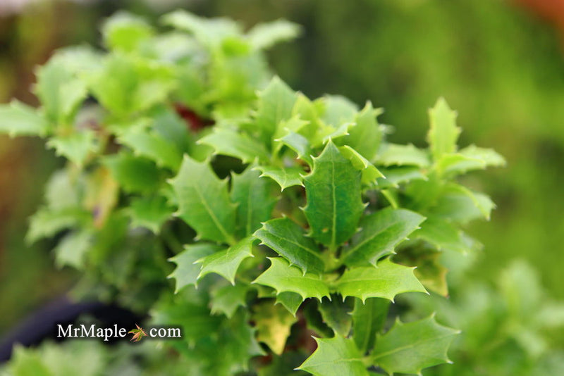 - Osmanthus heterophyllus 'Kaori hime' Small Leaf False Holly - Mr Maple │ Buy Japanese Maple Trees