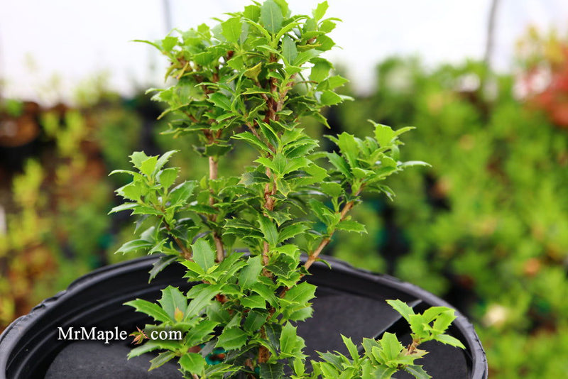 - Osmanthus heterophyllus 'Kaori hime' Small Leaf False Holly - Mr Maple │ Buy Japanese Maple Trees