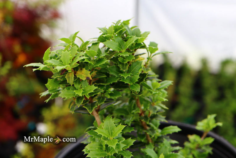 - Osmanthus heterophyllus 'Kaori hime' Small Leaf False Holly - Mr Maple │ Buy Japanese Maple Trees