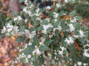 - Osmanthus heterophyllus 'Kaori hime' Small Leaf False Holly - Mr Maple │ Buy Japanese Maple Trees