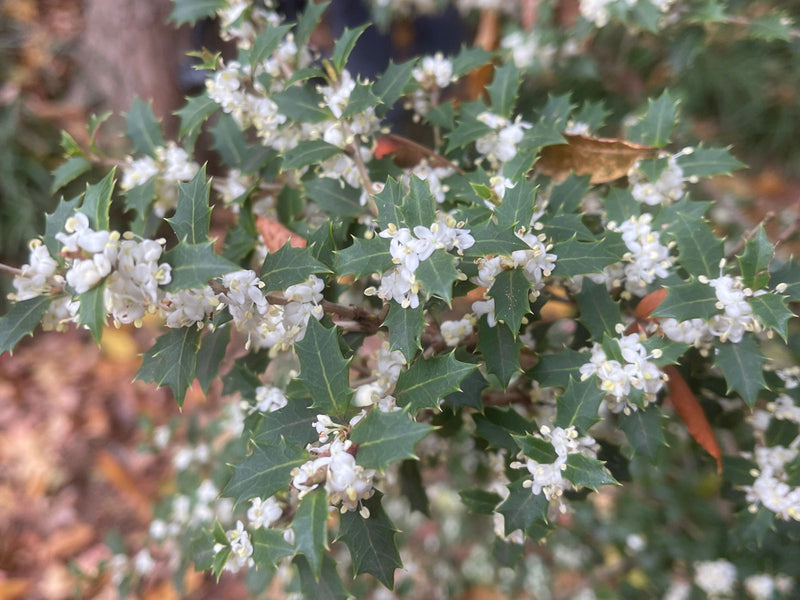 - Osmanthus heterophyllus 'Kaori hime' Small Leaf False Holly - Mr Maple │ Buy Japanese Maple Trees