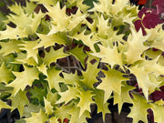 - Osmanthus heterophyllus 'Ogon' Yellow Fragrant Tea Olive - Mr Maple │ Buy Japanese Maple Trees