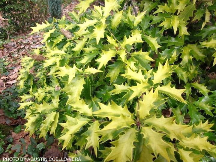 - Osmanthus heterophyllus 'Ogon' Yellow Fragrant Tea Olive - Mr Maple │ Buy Japanese Maple Trees