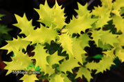 - Osmanthus heterophyllus 'Ogon' Yellow Fragrant Tea Olive - Mr Maple │ Buy Japanese Maple Trees