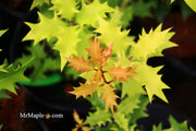 - Osmanthus heterophyllus 'Ogon' Yellow Fragrant Tea Olive - Mr Maple │ Buy Japanese Maple Trees