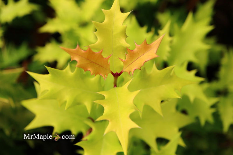 - Osmanthus heterophyllus 'Ogon' Yellow Fragrant Tea Olive - Mr Maple │ Buy Japanese Maple Trees
