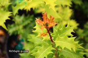 - Osmanthus heterophyllus 'Ogon' Yellow Fragrant Tea Olive - Mr Maple │ Buy Japanese Maple Trees