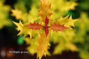 - Osmanthus heterophyllus 'Ogon' Yellow Fragrant Tea Olive - Mr Maple │ Buy Japanese Maple Trees