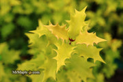 - Osmanthus heterophyllus 'Ogon' Yellow Fragrant Tea Olive - Mr Maple │ Buy Japanese Maple Trees