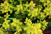 - Osmanthus heterophyllus 'Ogon' Yellow Fragrant Tea Olive - Mr Maple │ Buy Japanese Maple Trees