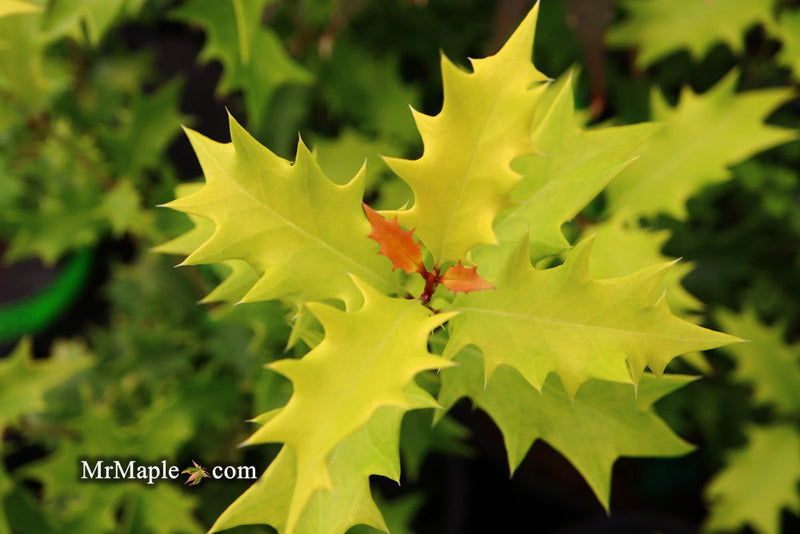 - Osmanthus heterophyllus 'Ogon' Yellow Fragrant Tea Olive - Mr Maple │ Buy Japanese Maple Trees