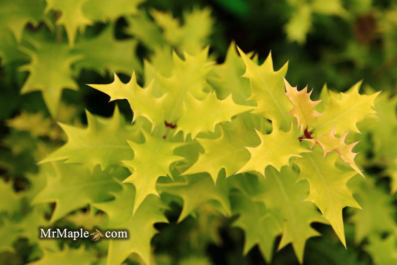 - Osmanthus heterophyllus 'Ogon' Yellow Fragrant Tea Olive - Mr Maple │ Buy Japanese Maple Trees