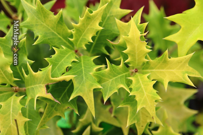 - Osmanthus heterophyllus 'Ogon' Yellow Fragrant Tea Olive - Mr Maple │ Buy Japanese Maple Trees