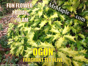 - Osmanthus heterophyllus 'Ogon' Yellow Fragrant Tea Olive - Mr Maple │ Buy Japanese Maple Trees