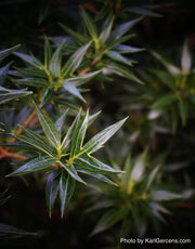 - Osmanthus heterophyllus 'Sasaba' Spiky Fragrant Tea Olive - Mr Maple │ Buy Japanese Maple Trees