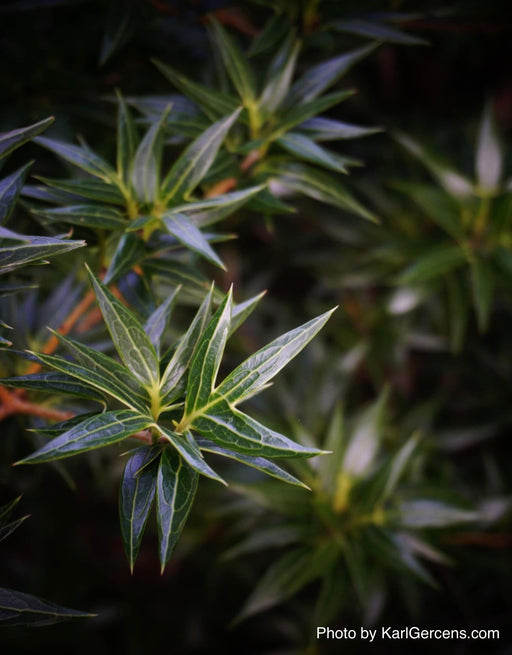 - Osmanthus heterophyllus 'Sasaba' Spiky Fragrant Tea Olive - Mr Maple │ Buy Japanese Maple Trees
