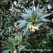- Osmanthus heterophyllus 'Sasaba' Spiky Fragrant Tea Olive - Mr Maple │ Buy Japanese Maple Trees