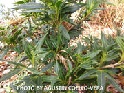 - Osmanthus heterophyllus 'Sasaba' Spiky Fragrant Tea Olive - Mr Maple │ Buy Japanese Maple Trees