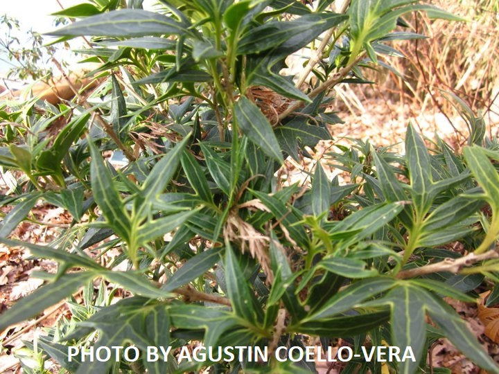 - Osmanthus heterophyllus 'Sasaba' Spiky Fragrant Tea Olive - Mr Maple │ Buy Japanese Maple Trees