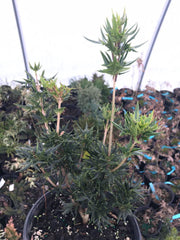 - Osmanthus heterophyllus 'Sasaba' Spiky Fragrant Tea Olive - Mr Maple │ Buy Japanese Maple Trees