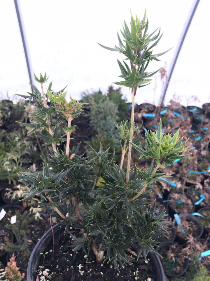 - Osmanthus heterophyllus 'Sasaba' Spiky Fragrant Tea Olive - Mr Maple │ Buy Japanese Maple Trees