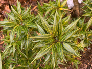 - Osmanthus heterophyllus 'Sasaba' Spiky Fragrant Tea Olive - Mr Maple │ Buy Japanese Maple Trees