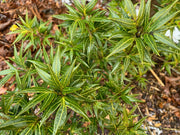 - Osmanthus heterophyllus 'Sasaba' Spiky Fragrant Tea Olive - Mr Maple │ Buy Japanese Maple Trees