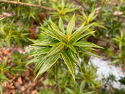 - Osmanthus heterophyllus 'Sasaba' Spiky Fragrant Tea Olive - Mr Maple │ Buy Japanese Maple Trees