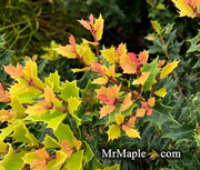 - Osmanthus heterophyllus 'Shien' Party Lights™ Colorful False Holly - Mr Maple │ Buy Japanese Maple Trees