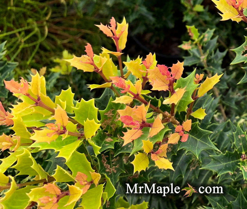 - Osmanthus heterophyllus 'Shien' Party Lights™ Colorful False Holly - Mr Maple │ Buy Japanese Maple Trees