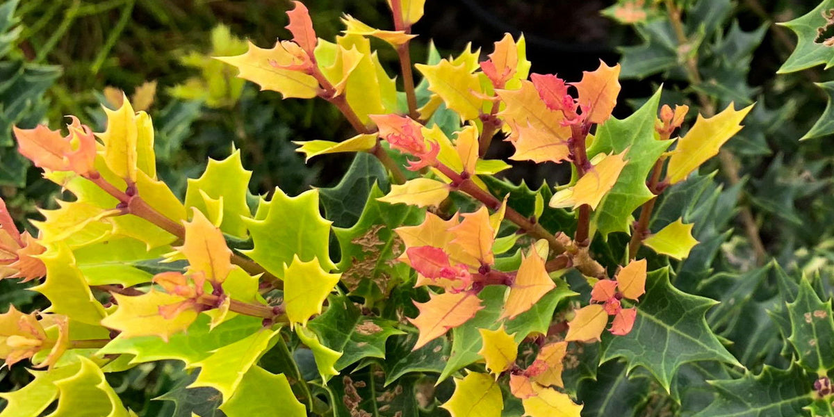 spicygem x 鶴仙園 plants stool 71SMzDZUqWS._AC_UF350,