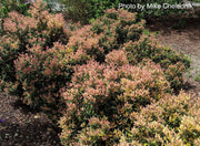 - Osmanthus heterophyllus 'Shien' Party Lights™ Colorful False Holly - Mr Maple │ Buy Japanese Maple Trees