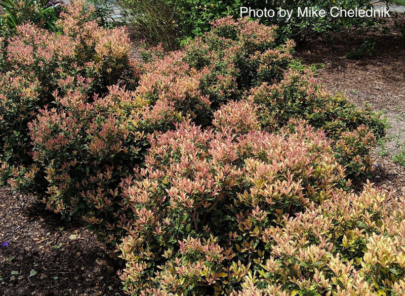 - Osmanthus heterophyllus 'Shien' Party Lights™ Colorful False Holly - Mr Maple │ Buy Japanese Maple Trees