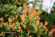 - Osmanthus heterophyllus 'Shien' Party Lights™ Colorful False Holly - Mr Maple │ Buy Japanese Maple Trees